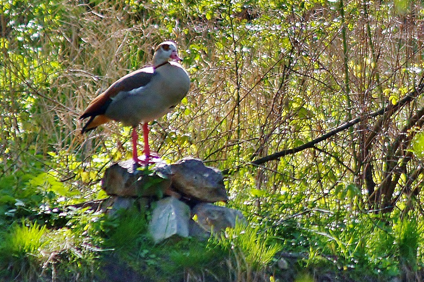 Die Nilgänse finden im Nordhäuser Stadtpark ein neues zu hause