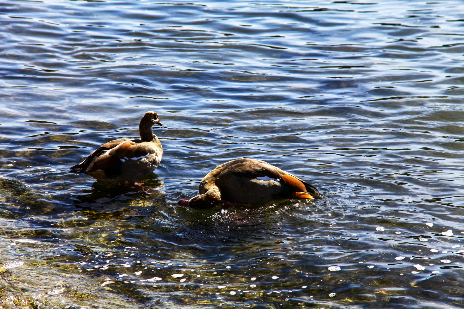 Die Nilgänse hier.....