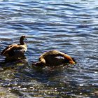 Die Nilgänse hier.....