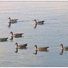 Die Nilgänse kommen