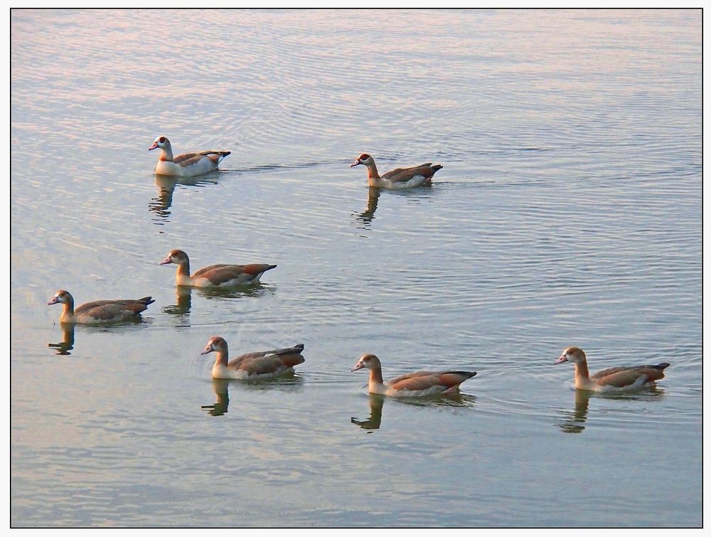 Die Nilgänse kommen