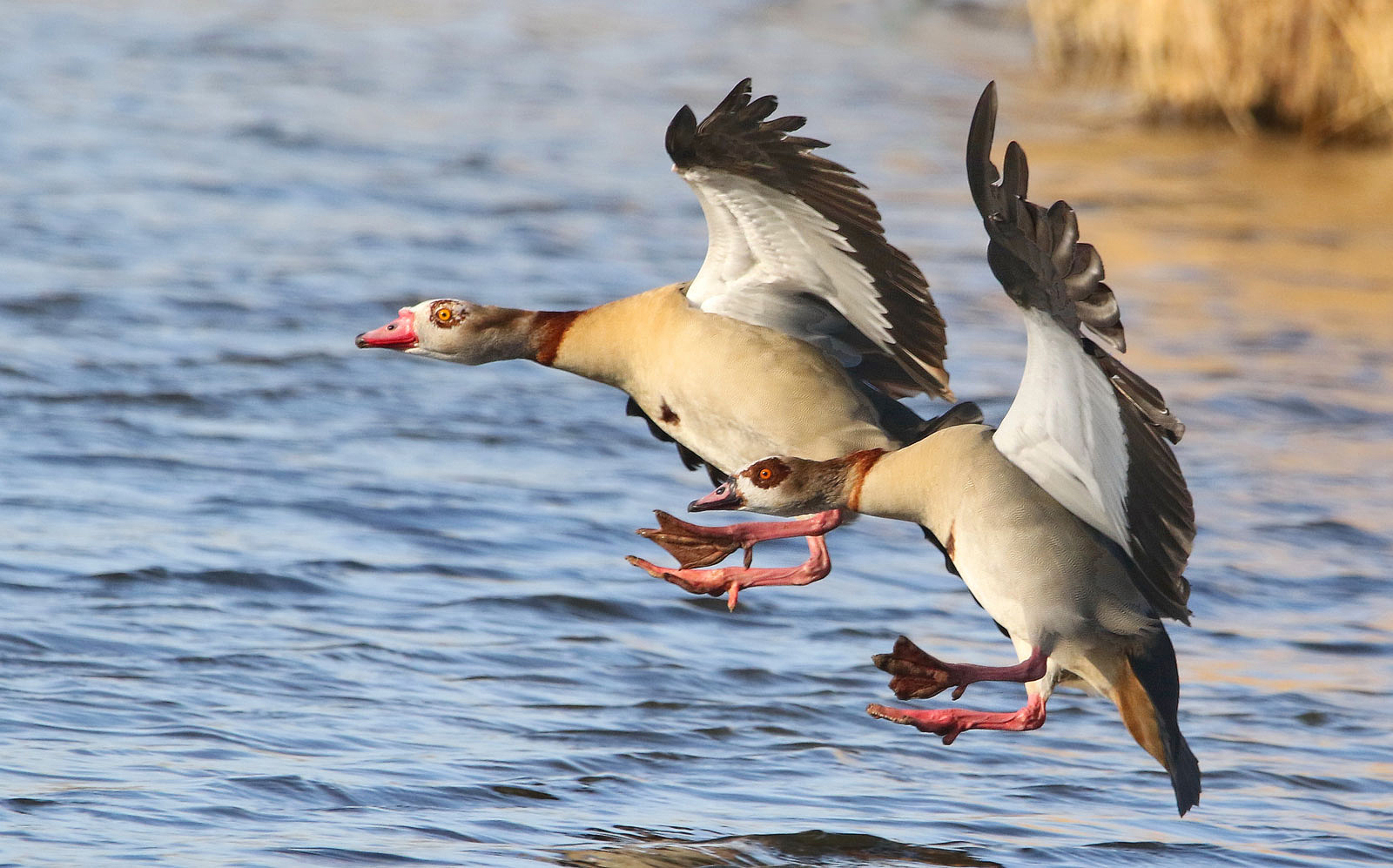 Die Nilgänse kommen