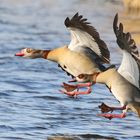 Die Nilgänse kommen