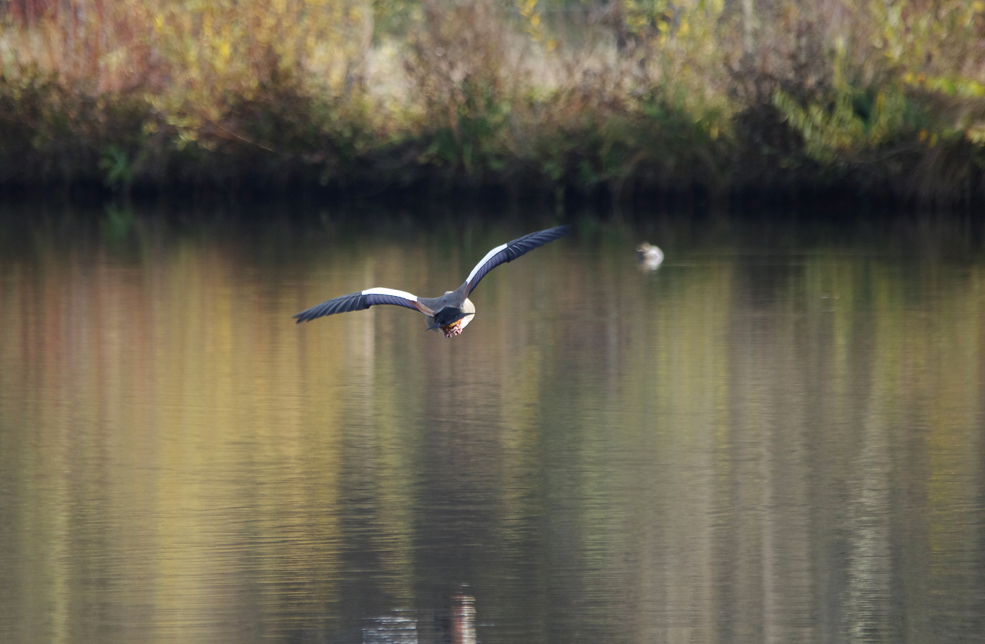 die Nilgänse kommen...1