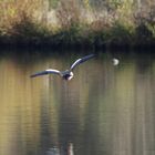 die Nilgänse kommen...1