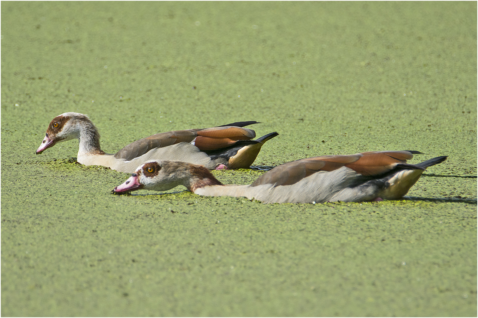 Die Nilgänse schienen es zu genießen . . .