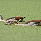 Die Nilgänse schienen es zu genießen . . .