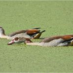 Die Nilgänse schienen es zu genießen . . .