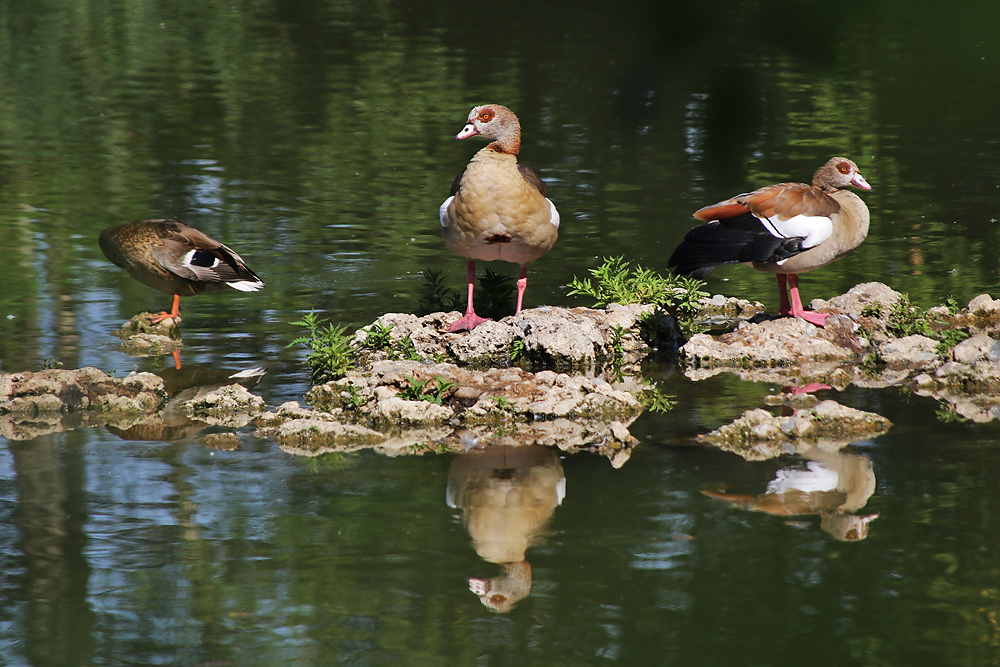 die Nilgänse und die kopflose Stockente