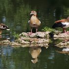 die Nilgänse und die kopflose Stockente