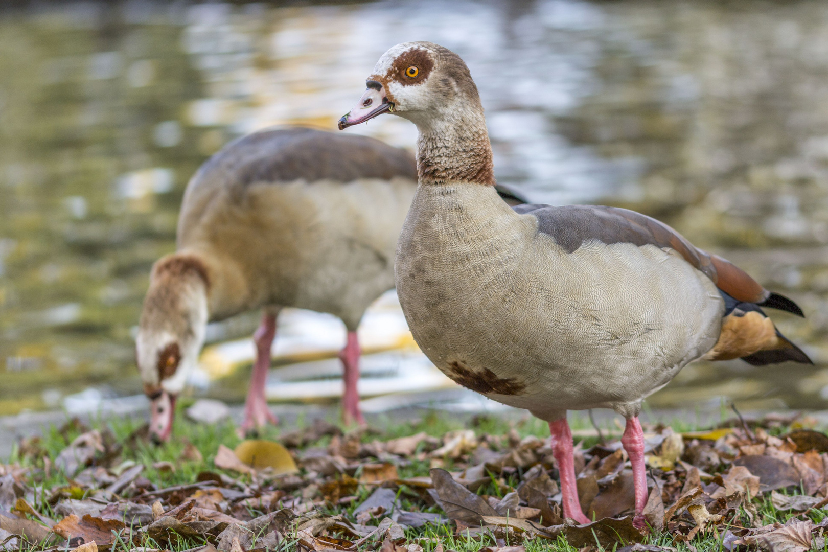 Die Nilgänse von Trier