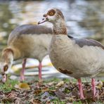 Die Nilgänse von Trier