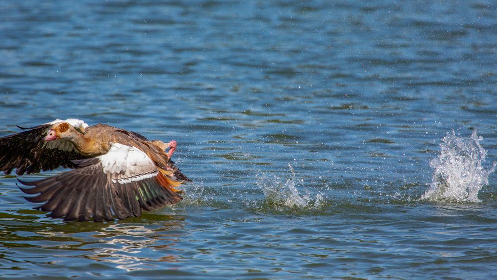 Die Nilgänse waren von allen die aktivsten 