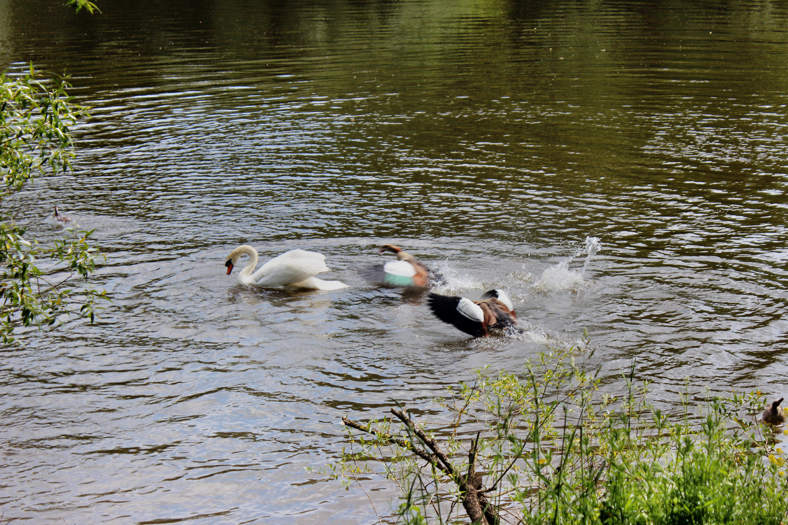 Die Nilgänse wehren sich,weil der Schwan versucht hat die kücken zu ertränken