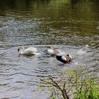 Die Nilgänse wehren sich,weil der Schwan versucht hat die kücken zu ertränken