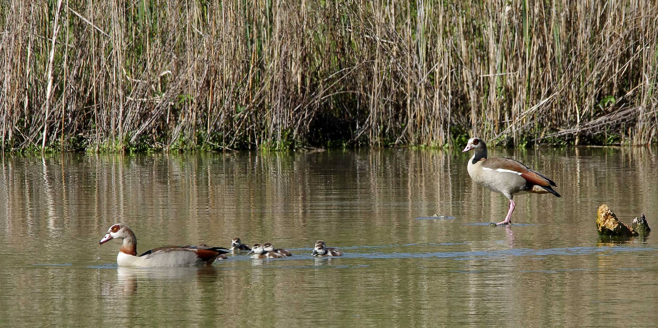 die Nilgänse ziehen sich jetzt zurück...