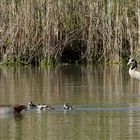 die Nilgänse ziehen sich jetzt zurück...