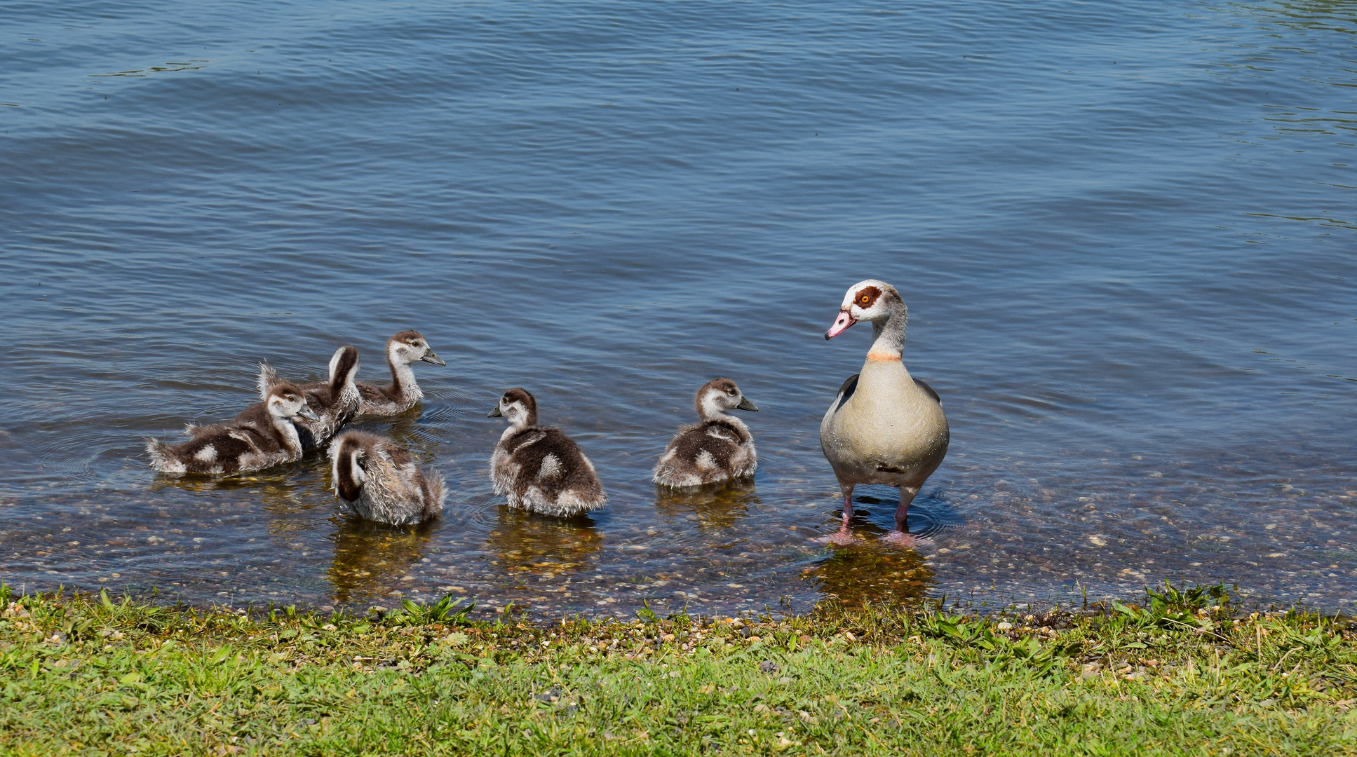 Die Nilgänslein sind ganz schön gewachsen!