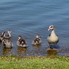 Die Nilgänslein sind ganz schön gewachsen!