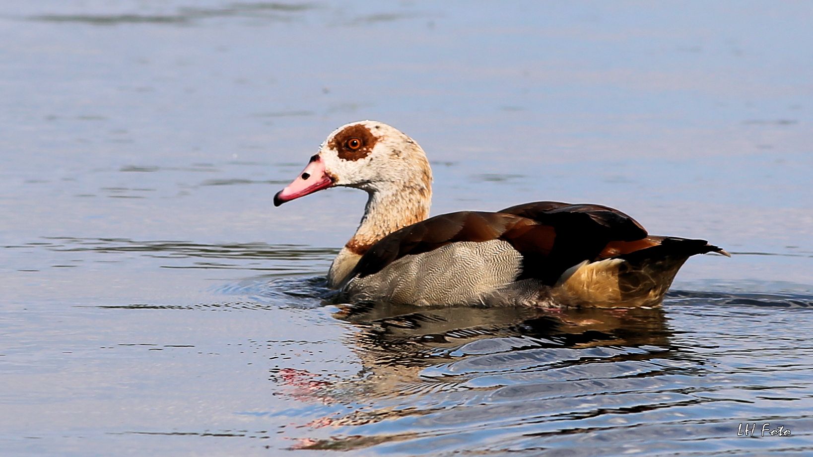 Die Nilgans...