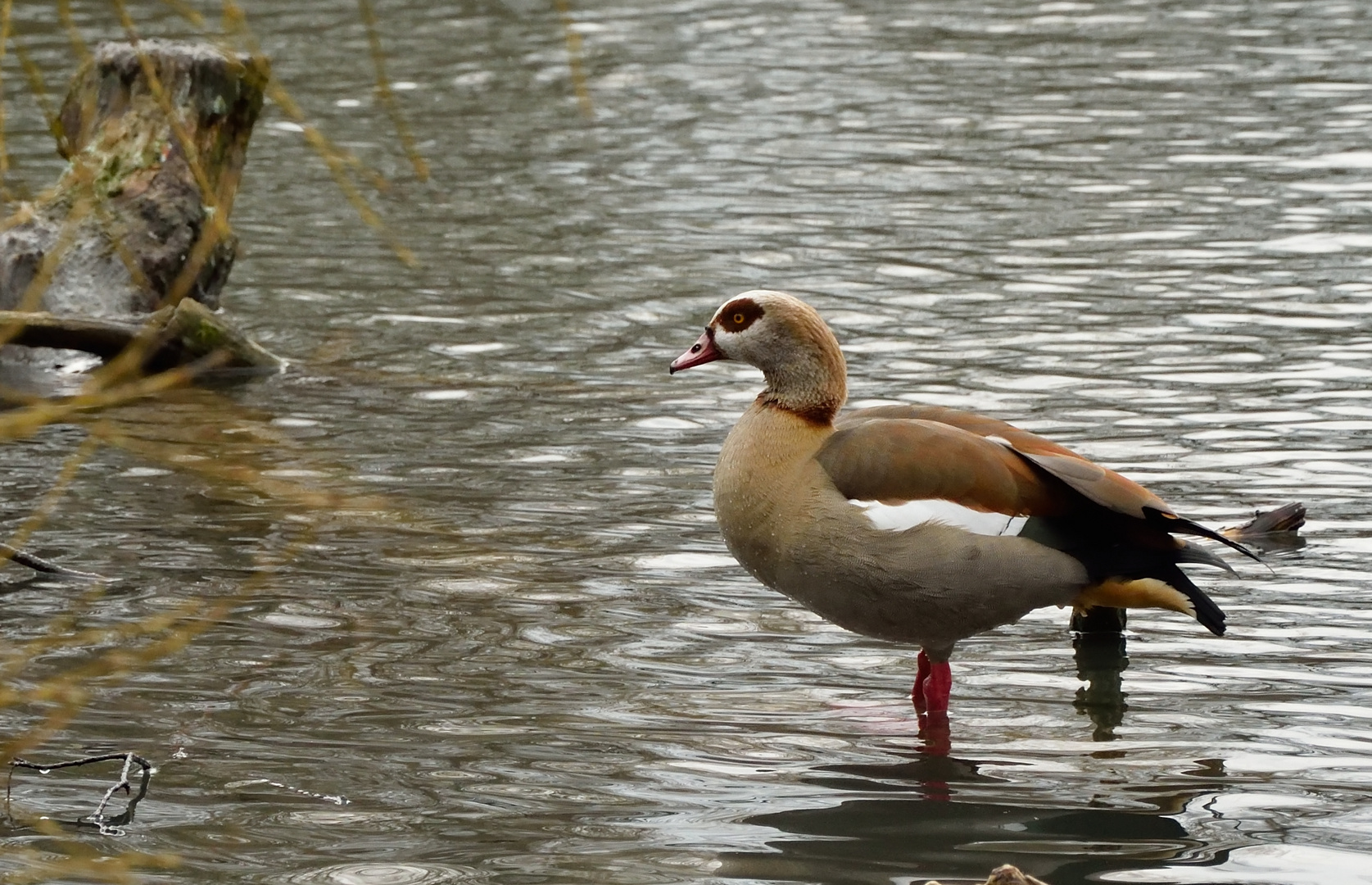 Die Nilgans...