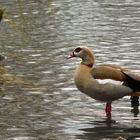 Die Nilgans...