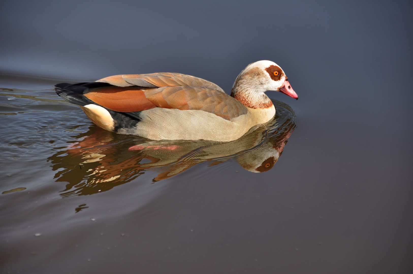 die Nilgans...