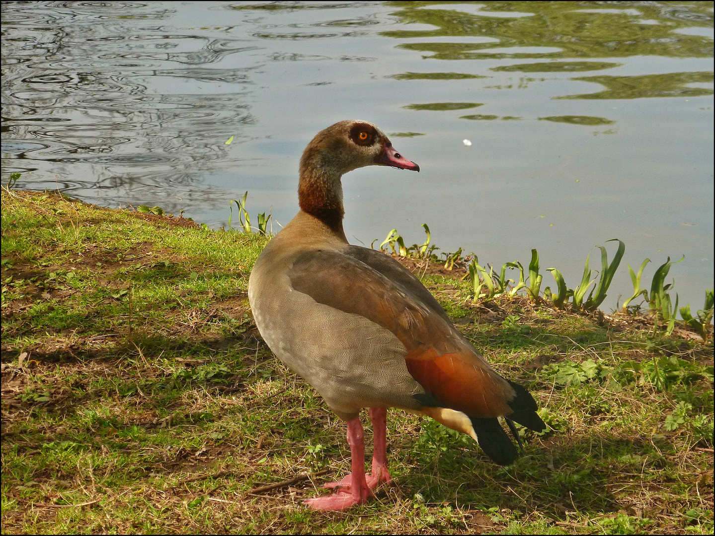 Die Nilgans