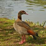 Die Nilgans