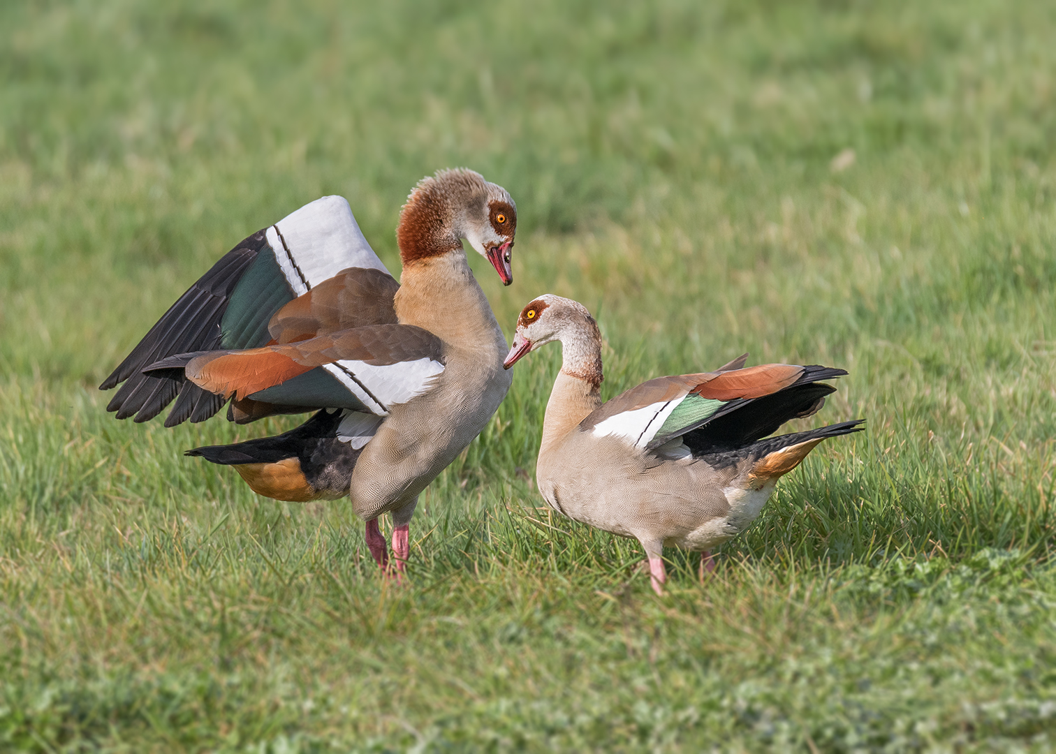 Die Nilgans (Alopochen aegyptiaca)