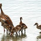 Die Nilgans (Alopochen aegyptiacus)