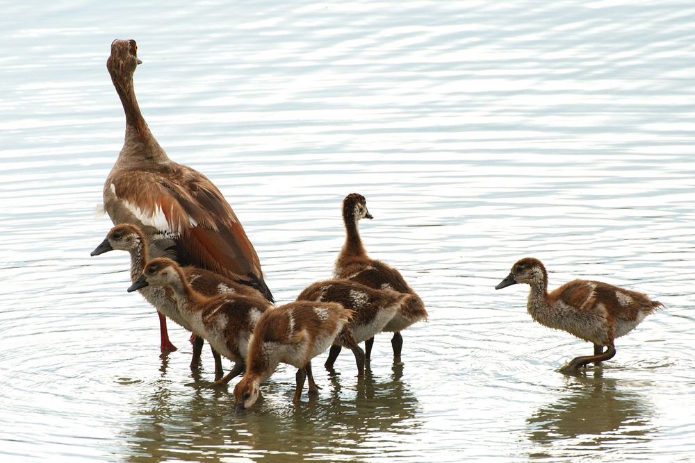 Die Nilgans (Alopochen aegyptiacus)