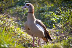 Die Nilgans   (Alopochen aegyptiacus) 