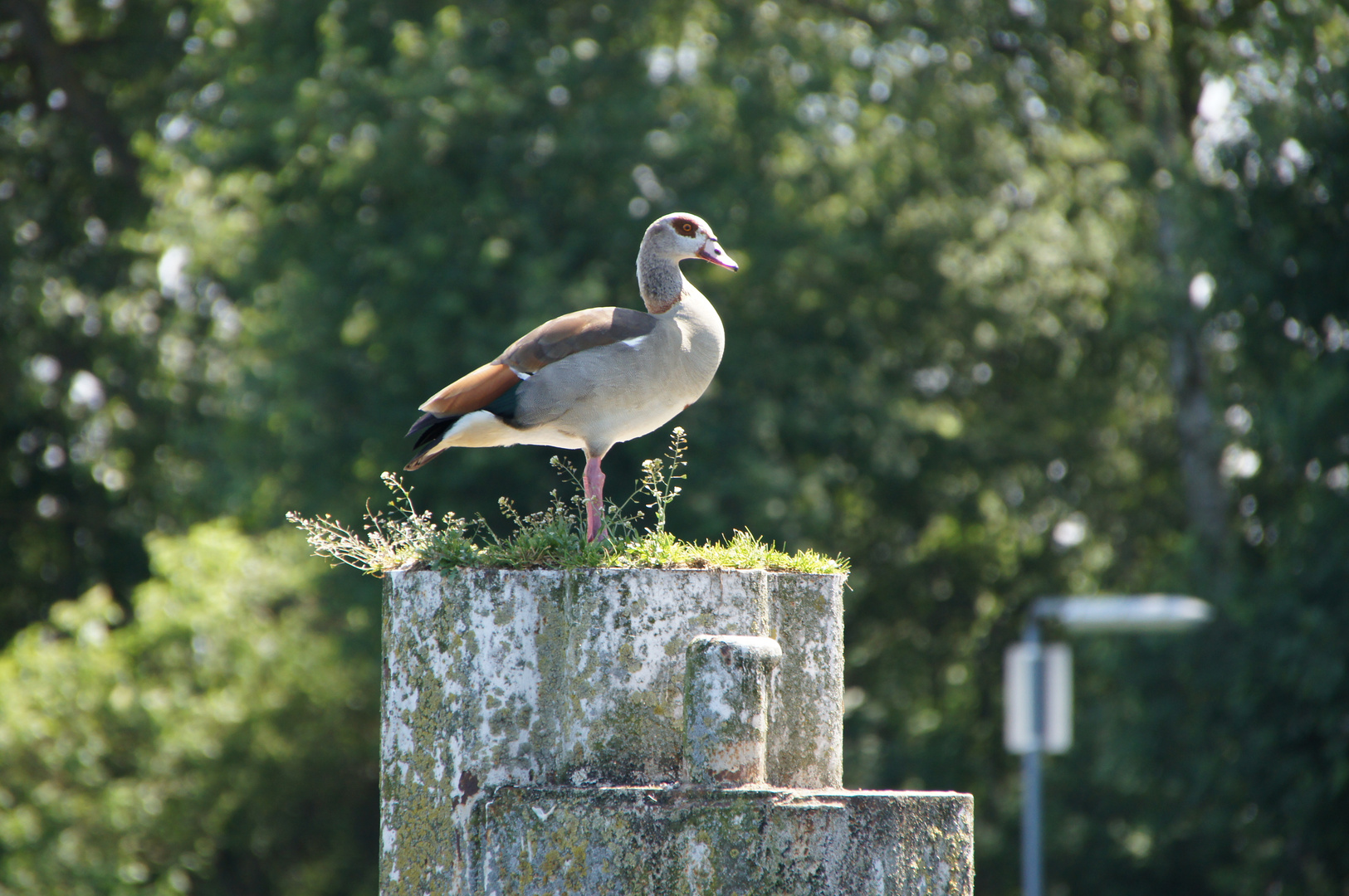 Die Nilgans auf dem Poller an der Schleuse in Geesthacht