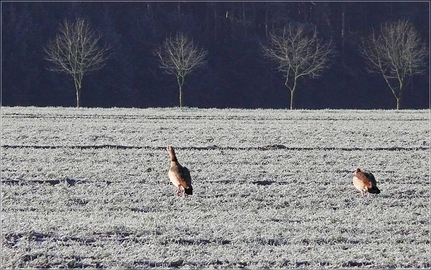 Die Nilgans balzt...