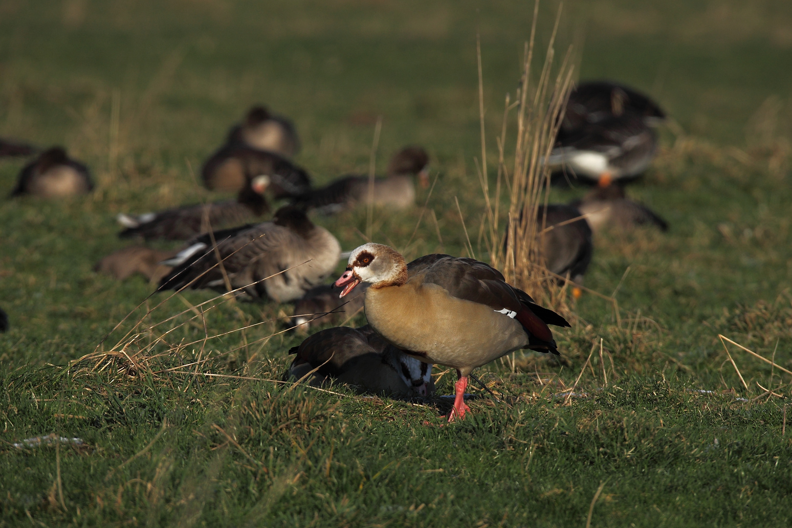 Die Nilgans