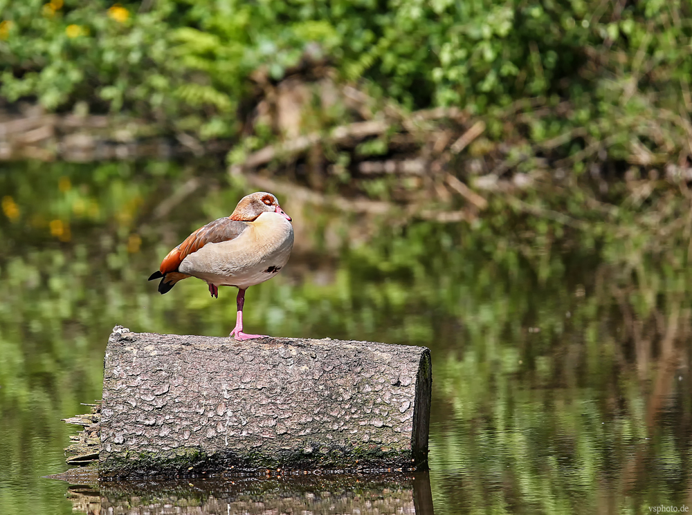 die Nilgans