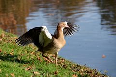 die Nilgans