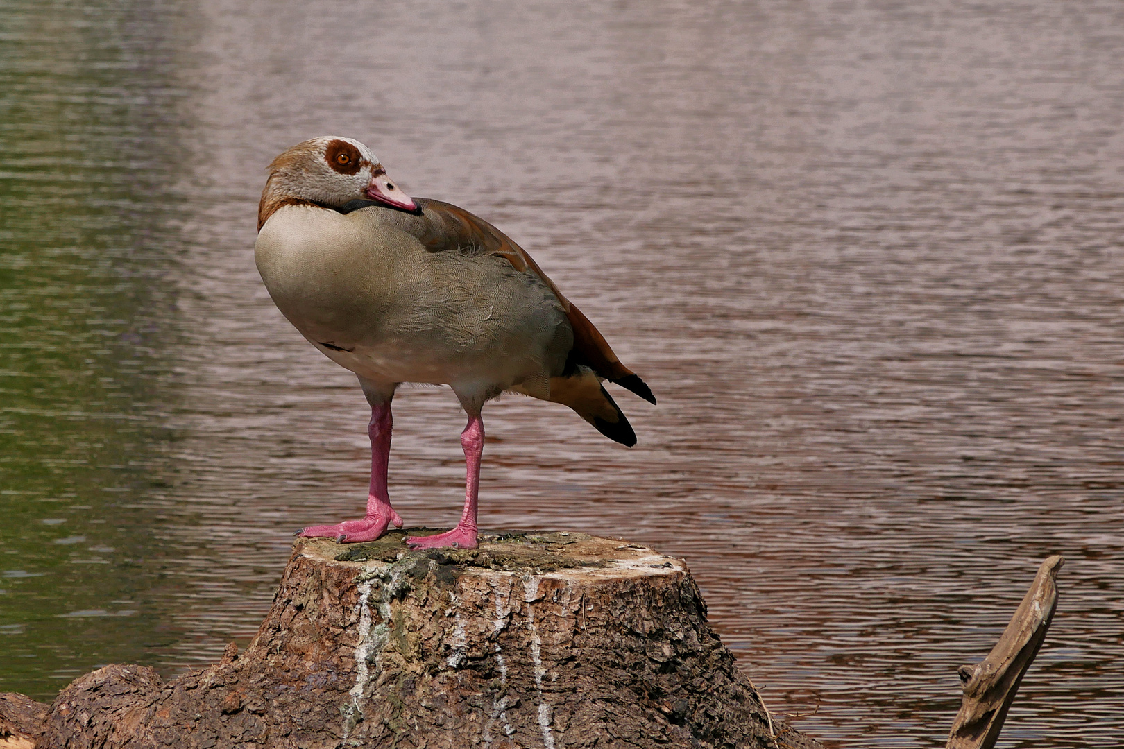 die Nilgans