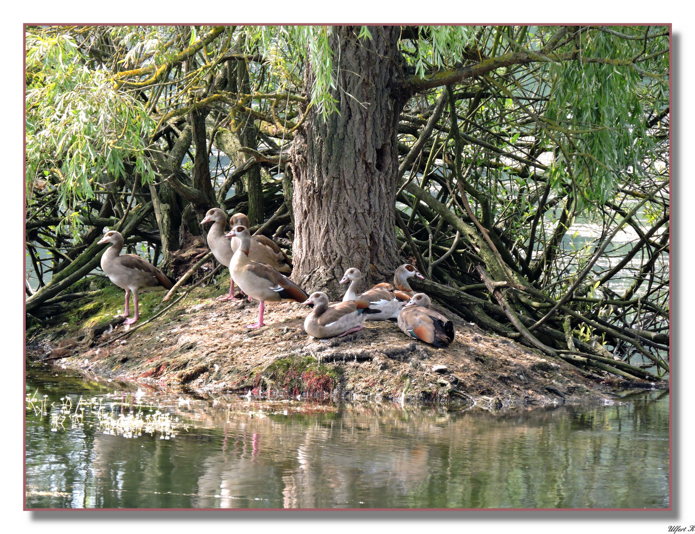 Die Nilgans-Familie.Groß sind sie geworden.