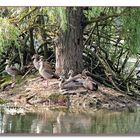 Die Nilgans-Familie.Groß sind sie geworden.