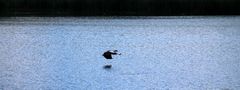 die Nilgans floh quer über den See