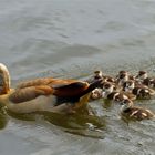 Die Nilgans führt ihre Küken aus