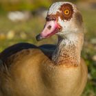 Die Nilgans ganz nahe