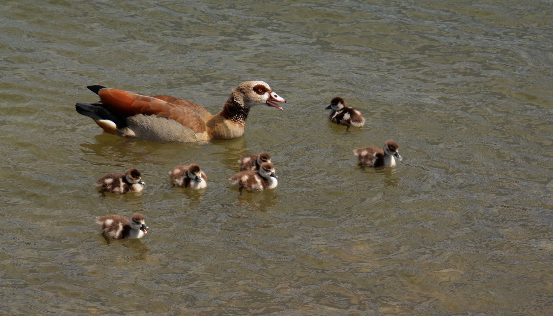 Die Nilgans gehört zu den Neozoen