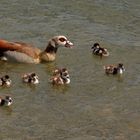 Die Nilgans gehört zu den Neozoen