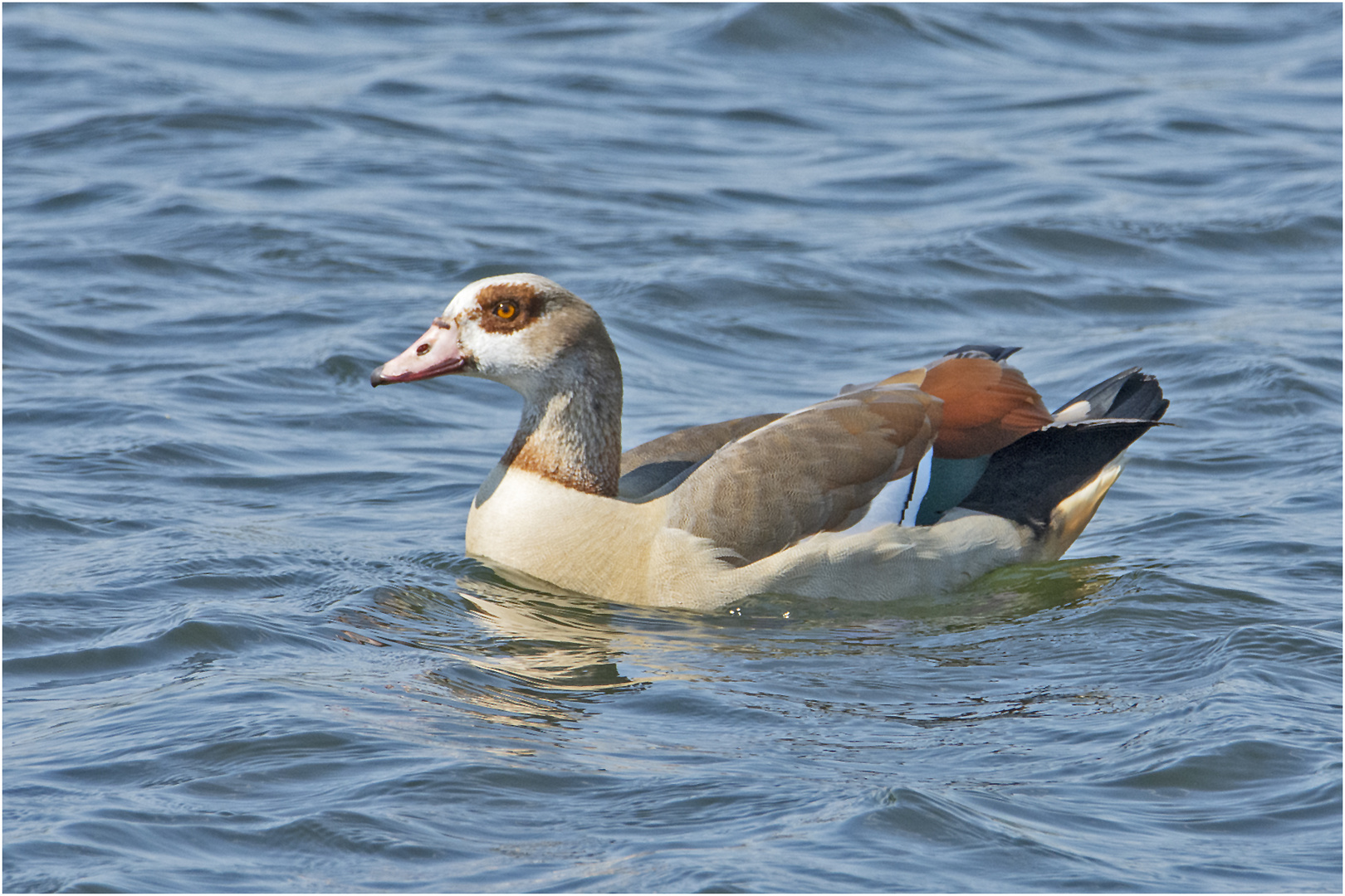 Die Nilgans machte in dem blauen Wasser . . .