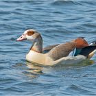 Die Nilgans machte in dem blauen Wasser . . .