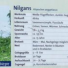 Die Nilgans  - Neuansiedlung in Neuss