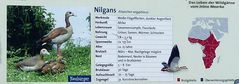 Die Nilgans  - Neuansiedlung in Neuss